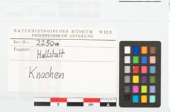 Foto von Menschenknochen (NHMW-PRAE-002250a)